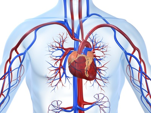 malformacion cardiaca, síndrome corazon mano tipo 3