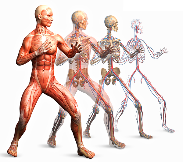 musculo esqueletico