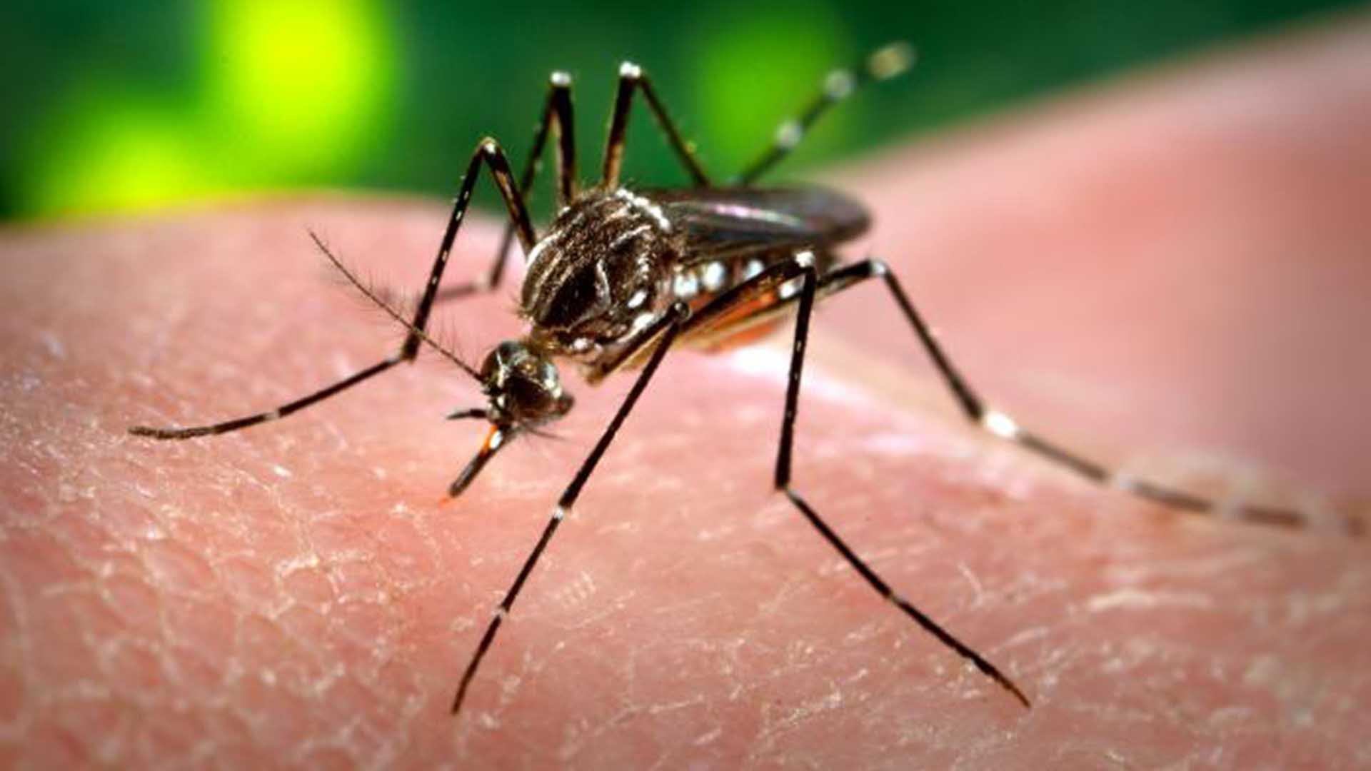 Dengue, América Latina