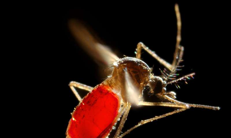 Capturar los desechos de mosquitos podría acelerar la detección de virus