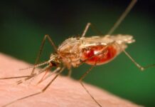Malaria, vacuna, biomarcadores moleculares
