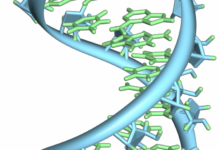 Enfermedad genética rara causada por mutaciones en la proteína que controla el metabolismo del ARN