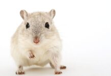 Leptospirosis: cómo los ratones pueden ser mortales