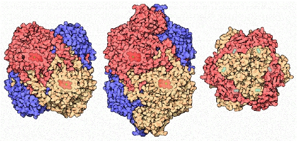 acatalasemia