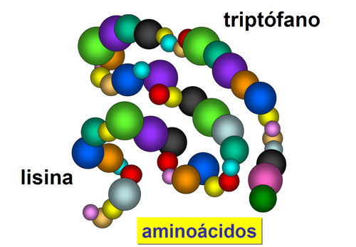 aminoacidos