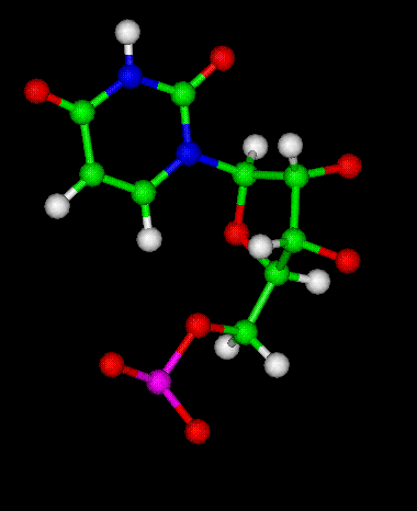 enzima uridine5