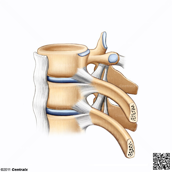 ligamentos