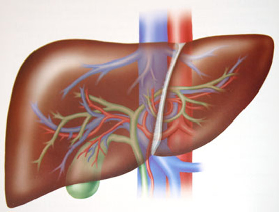 higado tumor