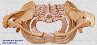 distrofia cintura