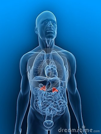 insuficiencia renal