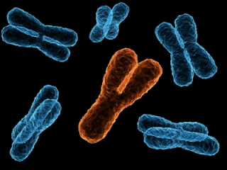 anomalias cromosomicas