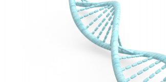 Nódulo mediano del labio superior