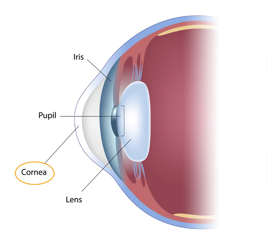 cornea