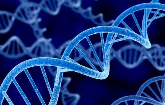 Polidactilia en espejo - segmentación vertebral - anomalías de los miembros