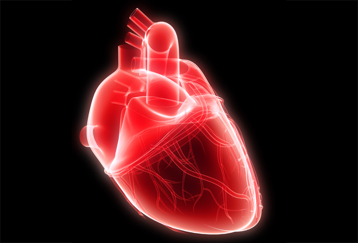 Polisindactilia - malformación cardíaca