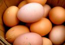 huevos-en-canasta