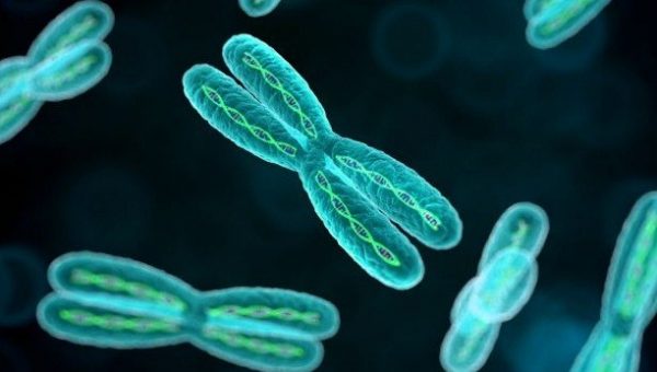 Displasia espondiloepimetafisaria tipo matrilina3 FEMEXER