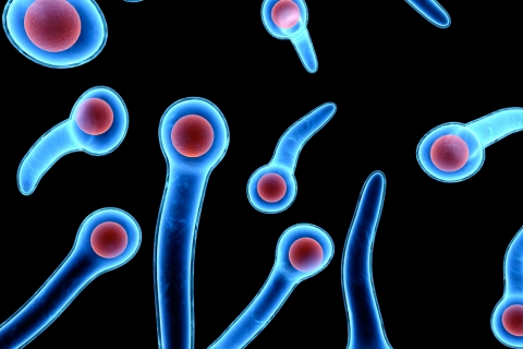 El tétanos es una enfermedad infecciosa causada por la bacteria anaerobia Clostridium tetani y caracterizada por espasmos y contracturas de los músculos esqueléticos.