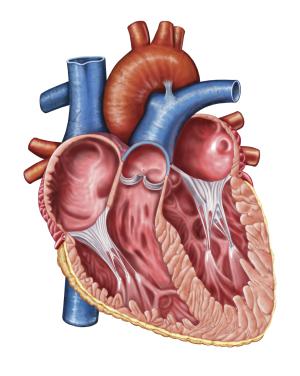 Tronco arterial común