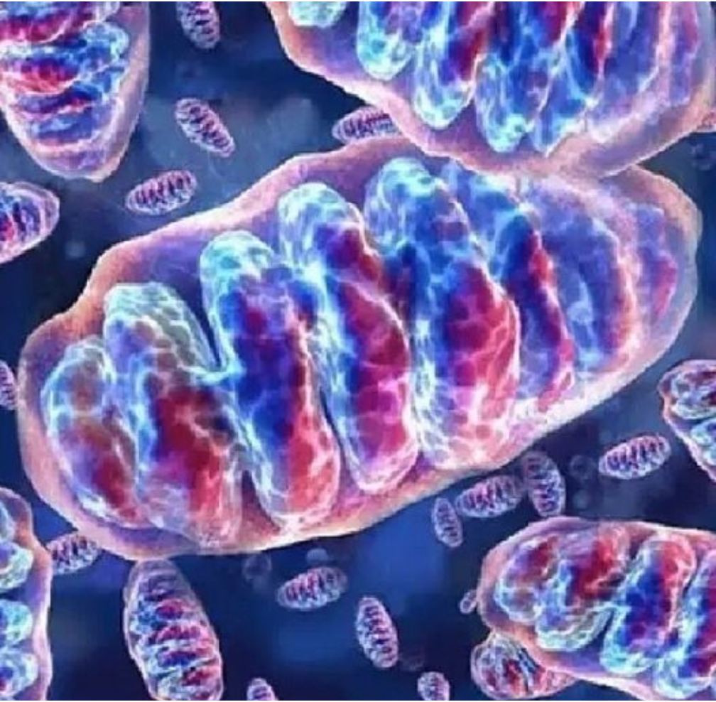 Deficiencia de carnitina palmitoiltransferasa II, forma neonatal