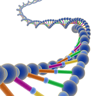 Deficiencia de L-arginina:glicina amidinotransferasa