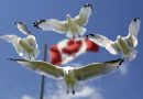 canada_1529078721
