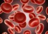 Acercamiento a las células rojas (hematocitos) de la sangre, en movimiento, exhibiendo su vibrante matiz rojo y única forma. Foto Pro por ARSHDEEP SINGH para Vecteezy. Uso de FEMEXER.