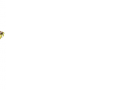 femexer.org-v.3