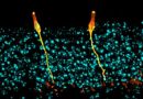 Fibrosis quística eerr Inv