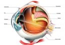 Cientificos-espanoles-corrigen-ceguera-hereditaria-con-edicion-genetica