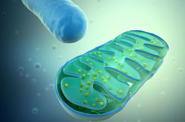 Un medicamento para la enfermedad renal podría tener un futuro tratamiento de los trastornos mitocondriales