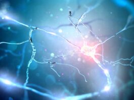 Esclerosisi múltiple, ácido ursólico