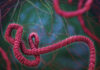 Ébola, vacuna, OMS