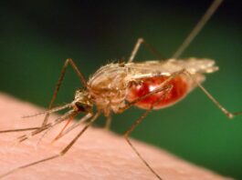 Malaria, vacuna, biomarcadores moleculares