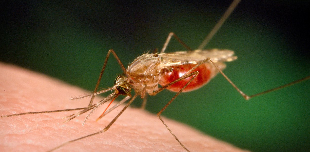 Malaria, vacuna, biomarcadores moleculares