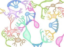 síndrome de Rett, neuronas, gen KCC2