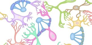 síndrome de Rett, neuronas, gen KCC2