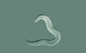 Gusano humanizado con CRISPR