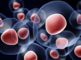 Células madre, mitos