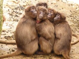 síndrome de Bardet Biedl, macacos-rhesus