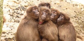 síndrome de Bardet Biedl, macacos-rhesus