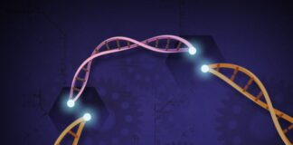 distrofia muscular facioescapulohumeral, genoma CRISPR