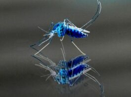 mosco alterado, dengue