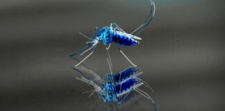 mosco alterado, dengue