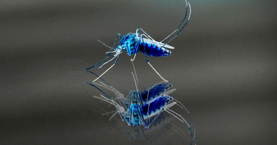 mosco alterado, dengue