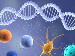 Inmunoterapia anticuerpos cáncer