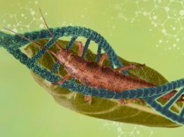 descifrar genoma humano