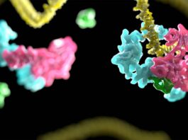 ADN, anemia de Fanconi