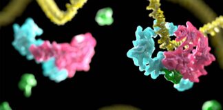 ADN, anemia de Fanconi