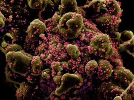 Coronavirus, genoma, pacientes